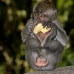 monkey_macaque_balinese_mf_ubud_v_1176_bal4894.jpg